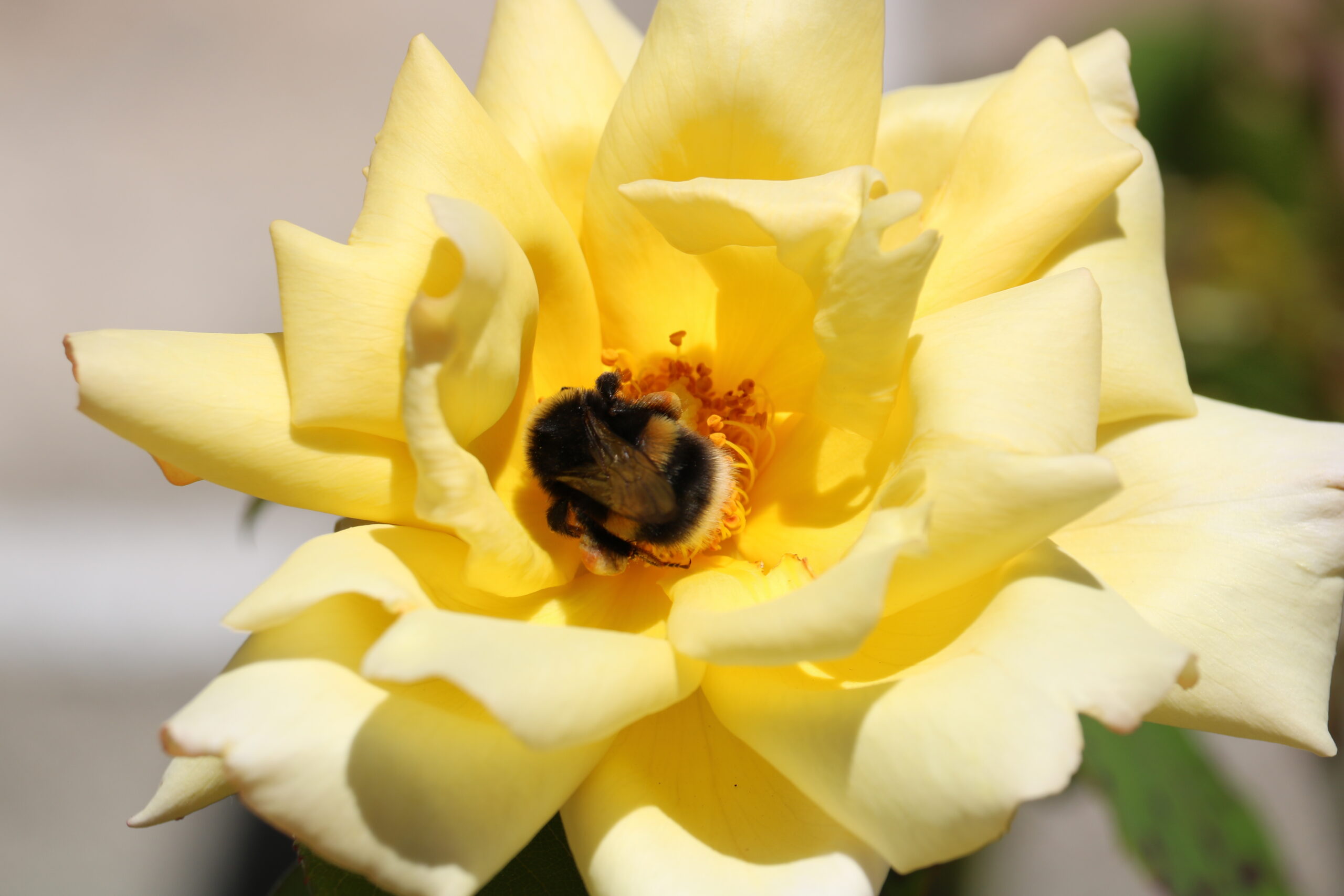 Bumblebee on Yellow Rose