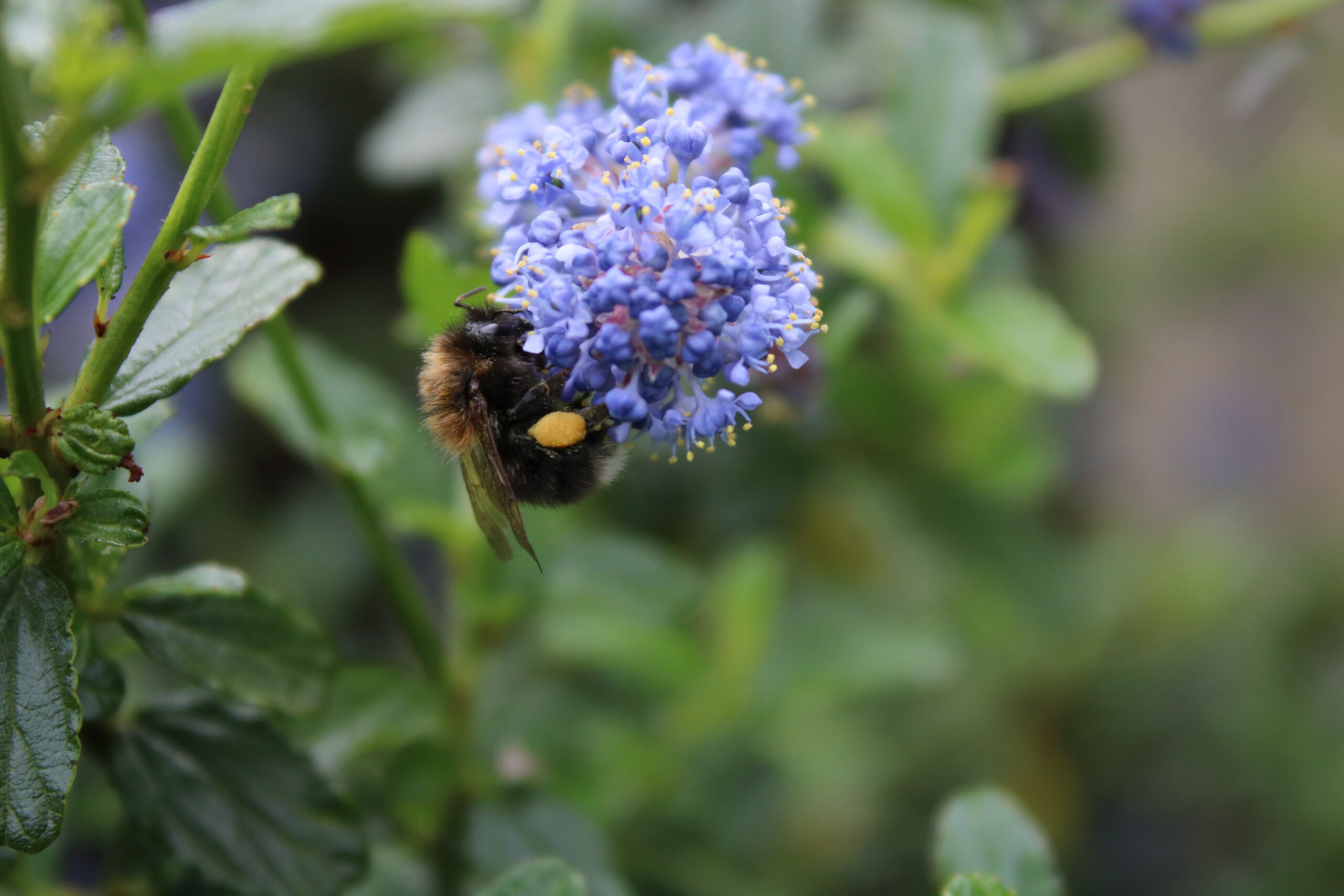 Bumblebee on Blue Flowers